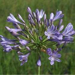 agapanthus hyacintho